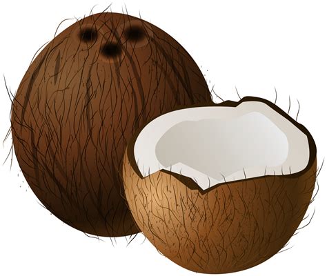 coconut clipart|coconut clip art transparent background.